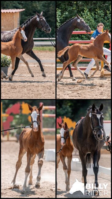 Typvolles Siegerfohlen, Melanie Wagner, Horses For Sale, Peisching, Image 5