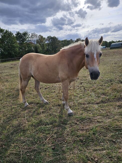 Typvolle Haflingerstute mit hervorragender Abstammung - tragend für 2026, Kerstin Rehbehn (Pferdemarketing Ost), Horses For Sale, Nienburg, Image 9