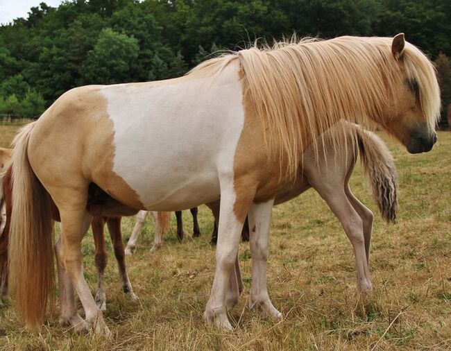 Typvolle Isländer Palominoscheck Stute Zucht und Reiten, Genesis, Horses For Sale, Saarland, Image 3