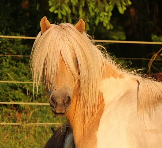 Typvolle Isländer Palominoscheck Stute Zucht und Reiten, Genesis, Horses For Sale, Saarland, Image 5