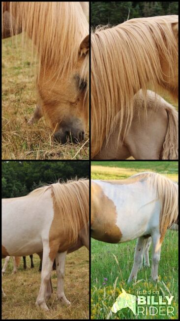 Typvolle Isländer Palominoscheck Stute Zucht und Reiten, Genesis, Horses For Sale, Saarland, Image 8