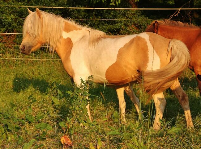 Typvolle Isländer Palominoscheck Stute Zucht und Reiten, Genesis, Horses For Sale, Saarland, Image 7