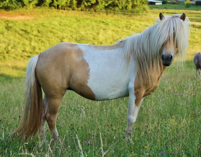 Typvolle Isländer Palominoscheck Stute Zucht und Reiten, Genesis, Horses For Sale, Saarland, Image 6