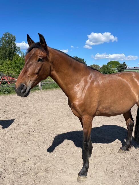 Typvolle PRE-Stute mit Herz, Kerstin Rehbehn (Pferdemarketing Ost), Horses For Sale, Nienburg, Image 4