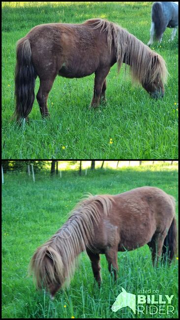 Typvolle Stute Original Shetland Verbandsprämie, Nadine  (Shettyzucht Frechdachs ), Horses For Sale, Heringen, Image 3