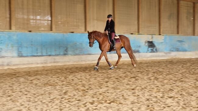 Typvolle fuchsfarbene Stute mit besten Anlagen für Sport, Freizeit und Zucht, Kerstin Rehbehn (Pferdemarketing Ost), Konie na sprzedaż, Nienburg, Image 5