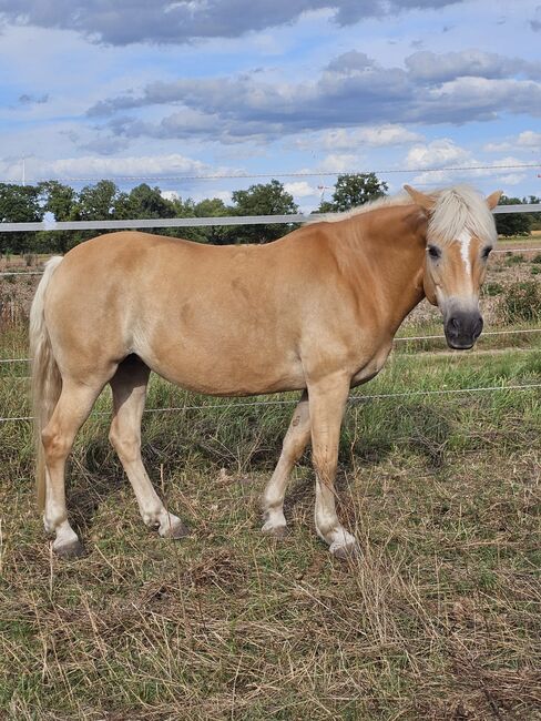 Typvolle Haflingerstute mit hervorragender Abstammung, Kerstin Rehbehn (Pferdemarketing Ost), Konie na sprzedaż, Nienburg