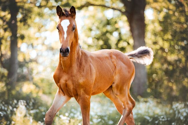 Typvolles Trakehner Stutfohlen mit starken Bewegungen, Kerstin Rehbehn (Pferdemarketing Ost), Konie na sprzedaż, Nienburg, Image 11