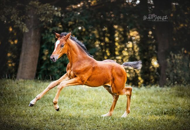 Typvolles Trakehner Stutfohlen mit starken Bewegungen, Kerstin Rehbehn (Pferdemarketing Ost), Konie na sprzedaż, Nienburg, Image 7