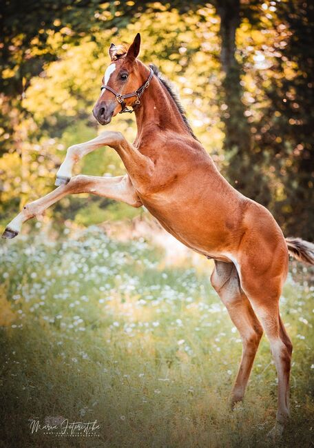 Typvolles Trakehner Stutfohlen mit starken Bewegungen, Kerstin Rehbehn (Pferdemarketing Ost), Konie na sprzedaż, Nienburg, Image 5