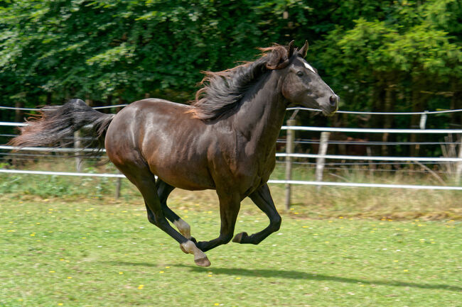 Typvoller, bildschöner High Roller Whiz Nachwuchs in Top-Farbe, Kerstin Rehbehn (Pferdemarketing Ost), Konie na sprzedaż, Nienburg, Image 2