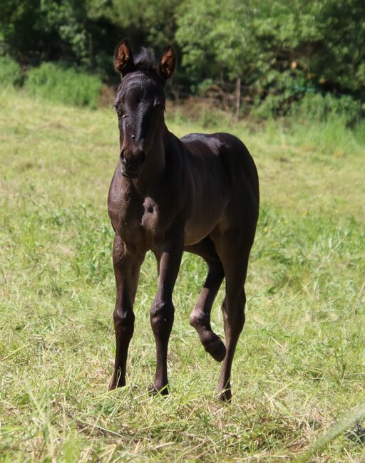 Typvolles blue roan Quarter Horse Hengstfohlen, Kerstin Rehbehn (Pferdemarketing Ost), Konie na sprzedaż, Nienburg