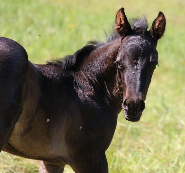 Typvolles blue roan Quarter Horse Hengstfohlen, Kerstin Rehbehn (Pferdemarketing Ost), Konie na sprzedaż, Nienburg, Image 3