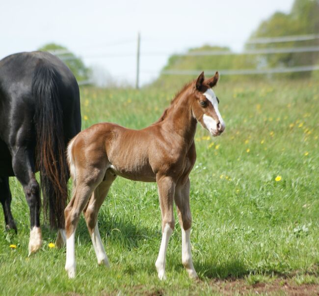Typvolles Quarter Horse Hengstfohlen mit toller Zeichnung, Kerstin Rehbehn (Pferdemarketing Ost), Konie na sprzedaż, Nienburg