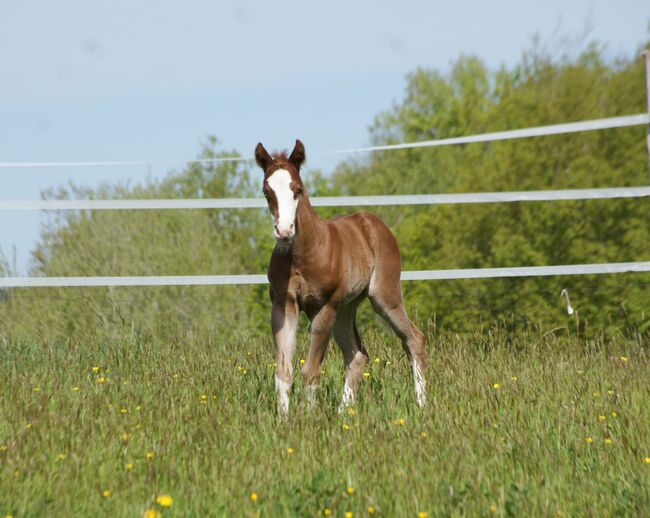 Typvolles Quarter Horse Hengstfohlen mit toller Zeichnung, Kerstin Rehbehn (Pferdemarketing Ost), Konie na sprzedaż, Nienburg, Image 4