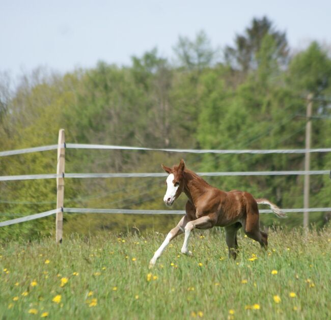 Typvolles Quarter Horse Hengstfohlen mit toller Zeichnung, Kerstin Rehbehn (Pferdemarketing Ost), Konie na sprzedaż, Nienburg, Image 3
