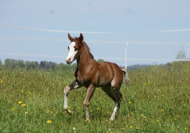 Typvolles Quarter Horse Hengstfohlen mit toller Zeichnung, Kerstin Rehbehn (Pferdemarketing Ost), Konie na sprzedaż, Nienburg, Image 6