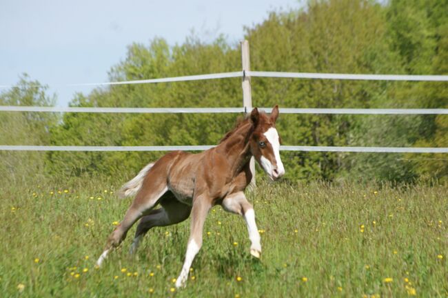 Typvolles Quarter Horse Hengstfohlen mit toller Zeichnung, Kerstin Rehbehn (Pferdemarketing Ost), Konie na sprzedaż, Nienburg, Image 5