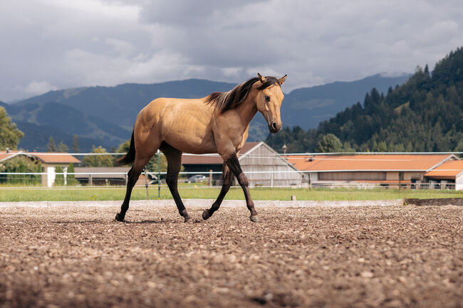 Typvoller Buckskin Jährling, Ingrid Weitlaner, Konie na sprzedaż, Leogang, Image 6