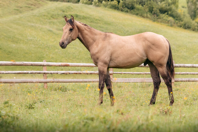 Typvoller Buckskin Jährling, Ingrid Weitlaner, Konie na sprzedaż, Leogang, Image 5