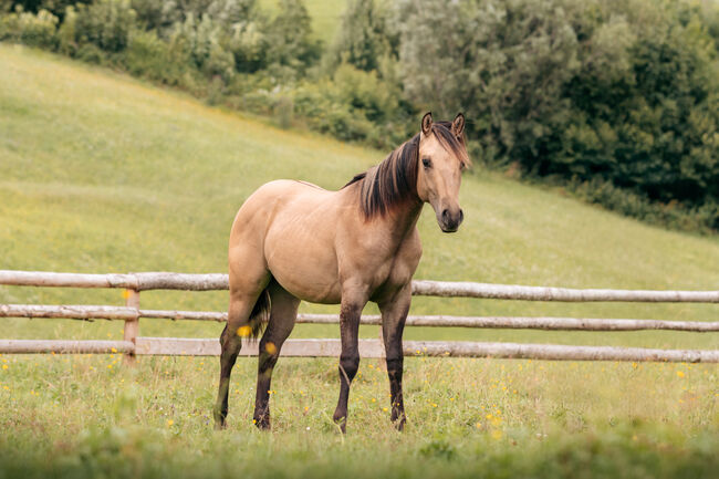 Typvoller Buckskin Jährling, Ingrid Weitlaner, Konie na sprzedaż, Leogang, Image 4