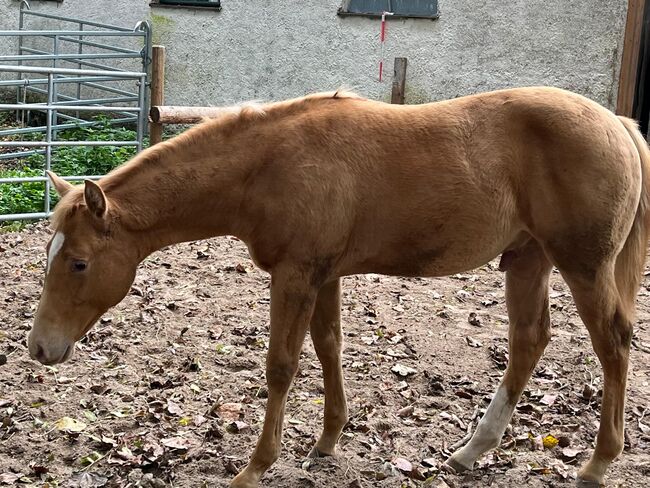 Typvoller Quarter Horse Wallach in Sonderfarbe - Prämienfohlen mit Zukunft, Kerstin Rehbehn (Pferdemarketing Ost), Konie na sprzedaż, Nienburg