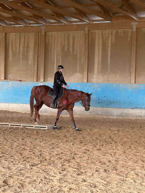 Typvolle fuchsfarbene Stute mit besten Anlagen für Sport, Freizeit und Zucht, Kerstin Rehbehn (Pferdemarketing Ost), Pferd kaufen, Nienburg, Abbildung 4
