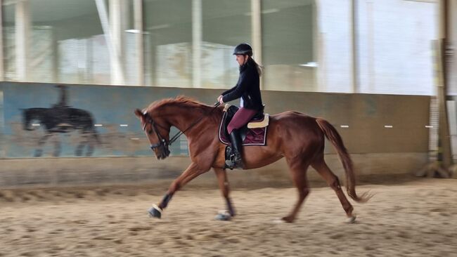 Typvolle fuchsfarbene Stute mit besten Anlagen für Sport, Freizeit und Zucht, Kerstin Rehbehn (Pferdemarketing Ost), Pferd kaufen, Nienburg, Abbildung 12