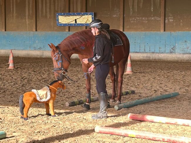 Typvolle fuchsfarbene Stute mit besten Anlagen für Sport, Freizeit und Zucht, Kerstin Rehbehn (Pferdemarketing Ost), Pferd kaufen, Nienburg, Abbildung 6