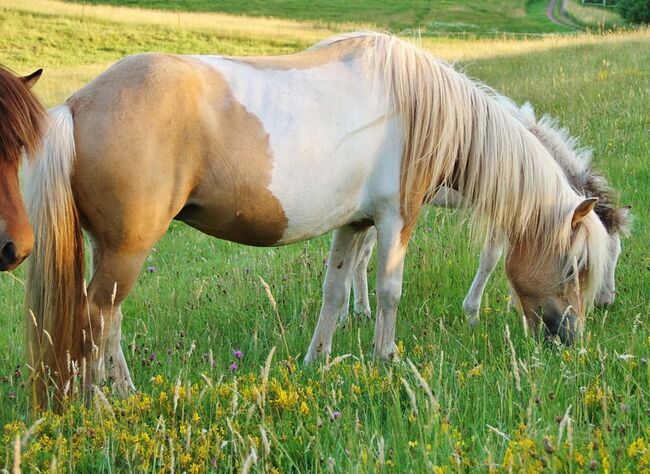 Typvolle Isländer Palominoscheck Stute Zucht und Reiten, Genesis, Pferd kaufen, Saarland, Abbildung 4