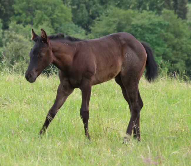 Typvolle Quarter Horse Stute in blue roan, Kerstin Rehbehn (Pferdemarketing Ost), Pferd kaufen, Nienburg, Abbildung 6