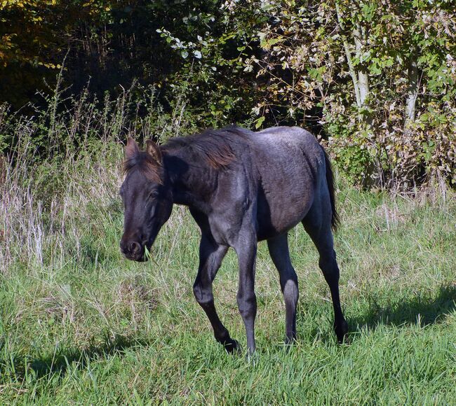 Typvolle Quarter Horse Stute in blue roan, Kerstin Rehbehn (Pferdemarketing Ost), Pferd kaufen, Nienburg, Abbildung 2