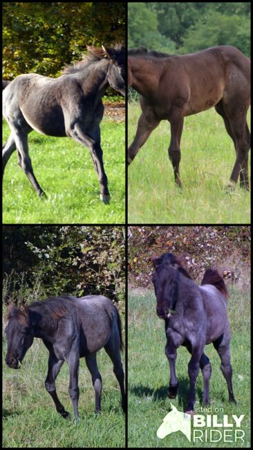 Typvolle Quarter Horse Stute in blue roan, Kerstin Rehbehn (Pferdemarketing Ost), Pferd kaufen, Nienburg, Abbildung 9