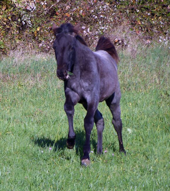 Typvolle Quarter Horse Stute in blue roan, Kerstin Rehbehn (Pferdemarketing Ost), Pferd kaufen, Nienburg, Abbildung 5