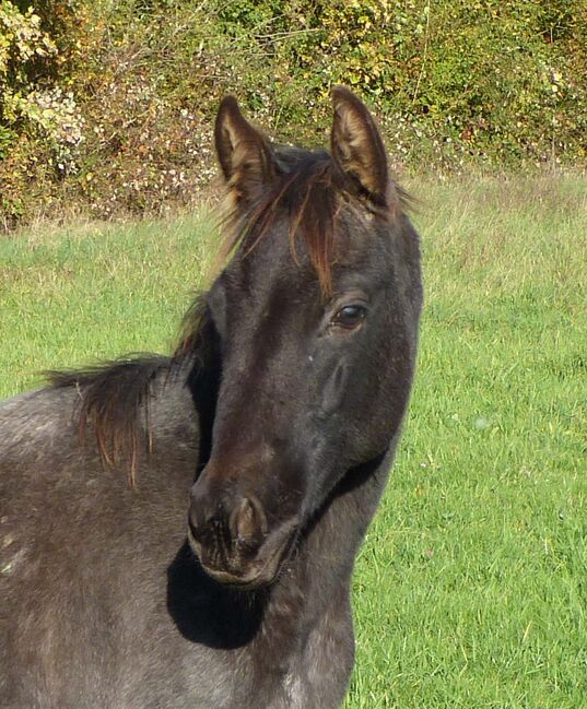 Typvolle Quarter Horse Stute in blue roan, Kerstin Rehbehn (Pferdemarketing Ost), Pferd kaufen, Nienburg, Abbildung 3