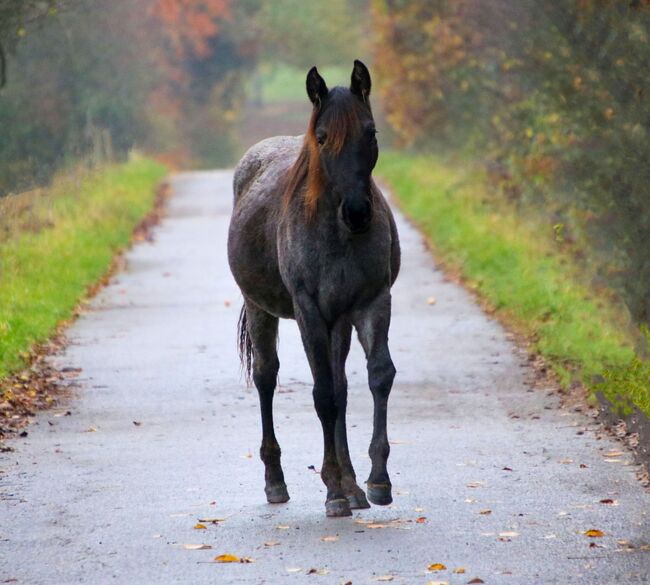 Typvolle Quarter Horse Stute in blue roan, Kerstin Rehbehn (Pferdemarketing Ost), Pferd kaufen, Nienburg