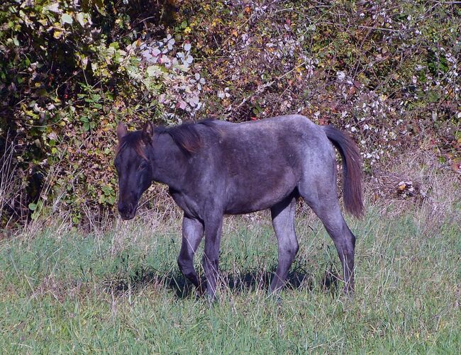 Typvolle Quarter Horse Stute in blue roan, Kerstin Rehbehn (Pferdemarketing Ost), Pferd kaufen, Nienburg, Abbildung 4