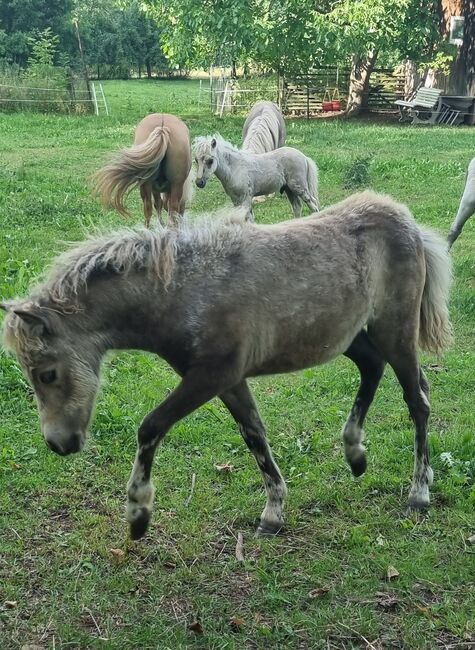 Typvolle Shettystute in Sonderfarbe Silver Buckskin, Nadine  (Shettyzucht Frechdachs ), Pferd kaufen, Heringen
