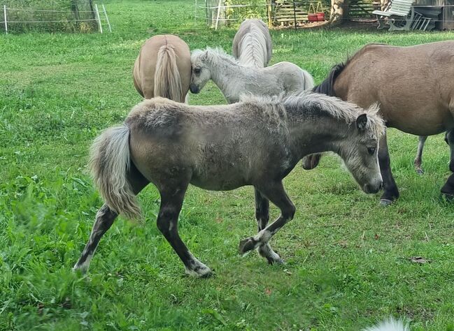 Typvolle Shettystute in Sonderfarbe Silver Buckskin, Nadine  (Shettyzucht Frechdachs ), Pferd kaufen, Heringen, Abbildung 5