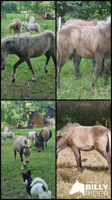 Typvolle Shettystute in Sonderfarbe Silver Buckskin, Nadine  (Shettyzucht Frechdachs ), Pferd kaufen, Heringen, Abbildung 6