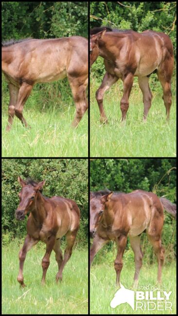 Typvoller blue roan Quarter Horse Hengst, Kerstin Rehbehn (Pferdemarketing Ost), Pferd kaufen, Nienburg, Abbildung 5