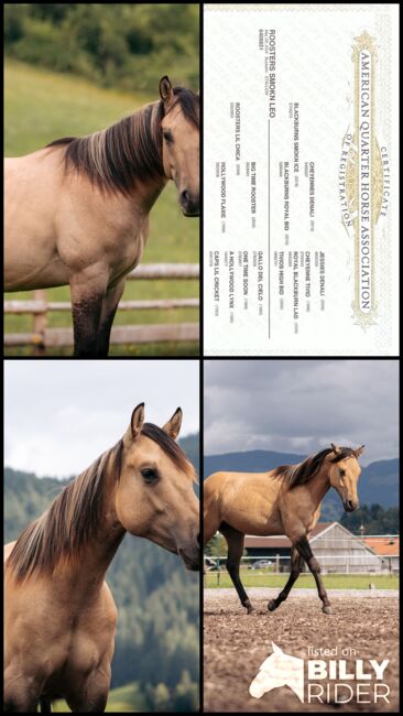 Typvoller Buckskin Jährling, Ingrid Weitlaner, Pferd kaufen, Leogang, Abbildung 7
