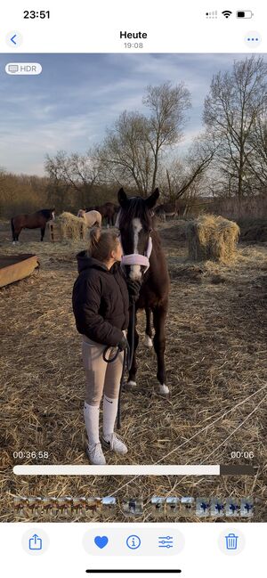 Typvoller Deutsches Sportpferd jährling mit Top-Abstammung (Hickstead-Linie), Sina, Pferd kaufen, Berlin