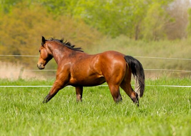 Typvoller Quarter Horse Hengst mit mega Bewegungen, Kerstin Rehbehn (Pferdemarketing Ost), Pferd kaufen, Nienburg