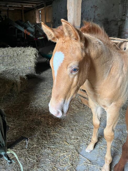 Typvoller Quarter Horse Hengst in Sonderfarbe - Prämienfohlen mit Zukunft, Kerstin Rehbehn (Pferdemarketing Ost), Pferd kaufen, Nienburg, Abbildung 3