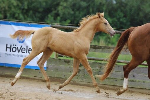 Typvoller Quarter Horse Hengst in Sonderfarbe - Prämienfohlen mit Zukunft, Kerstin Rehbehn (Pferdemarketing Ost), Pferd kaufen, Nienburg, Abbildung 4