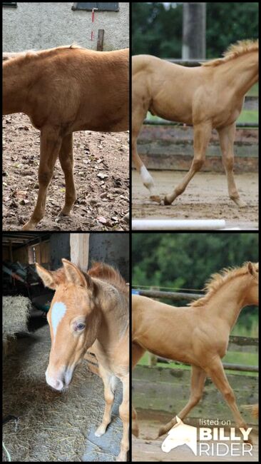 Typvoller Quarter Horse Hengst in Sonderfarbe - Prämienfohlen mit Zukunft, Kerstin Rehbehn (Pferdemarketing Ost), Pferd kaufen, Nienburg, Abbildung 6