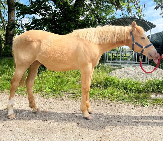 Typvoller Quarter Horse Wallach in Sonderfarbe - Prämienfohlen mit Zukunft, Kerstin Rehbehn (Pferdemarketing Ost), Pferd kaufen, Nienburg