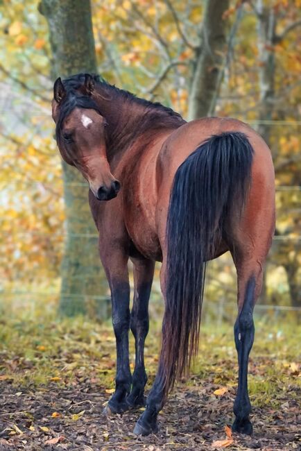 Typvoller rein ägyptishes Hengst, Sabine Hemme, Horses For Sale, övelgönne, Image 3