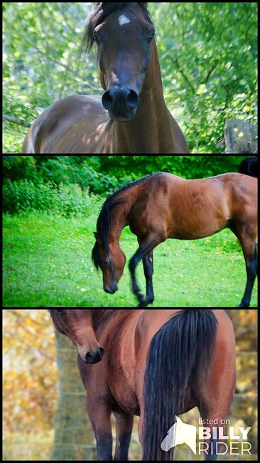 Typvoller rein ägyptishes Hengst, Sabine Hemme, Horses For Sale, övelgönne, Image 4